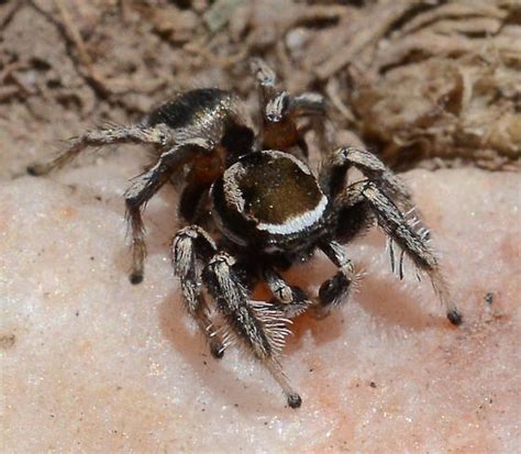 Jumper Habronattus Clypeatus Bugguide Net