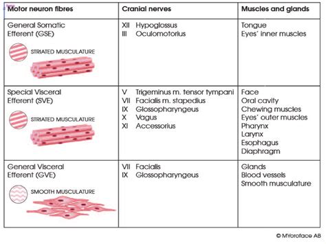 Three types of motor neurons. | Download Scientific Diagram