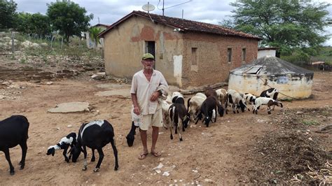 Seu Manoelzinho Mostrando O Seu Criat Rio De Ovelhas E Seu Dia A Dia No