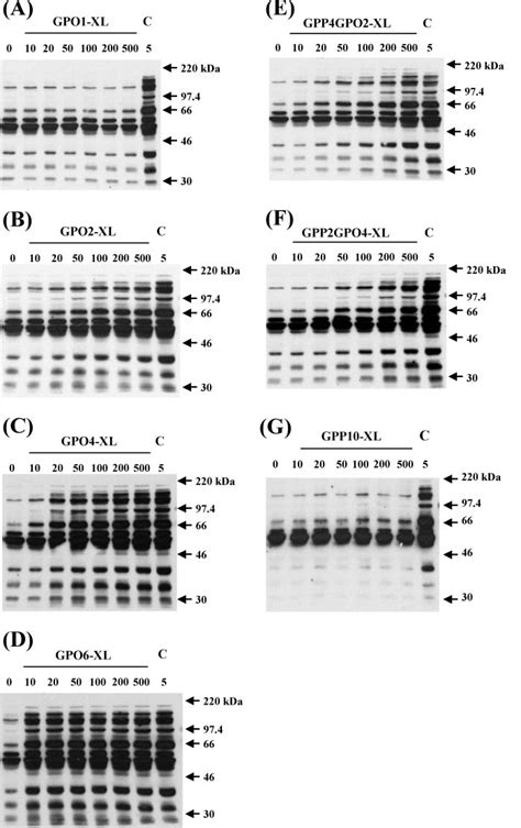 Two Or More GPO Triplets Within A Cross Linked Triple Helical Peptide