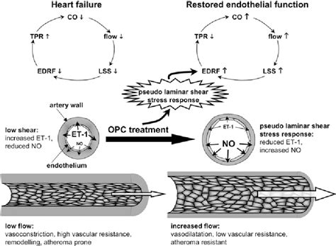 Figure From The Procyanidin Induced Pseudo Laminar Shear Stress