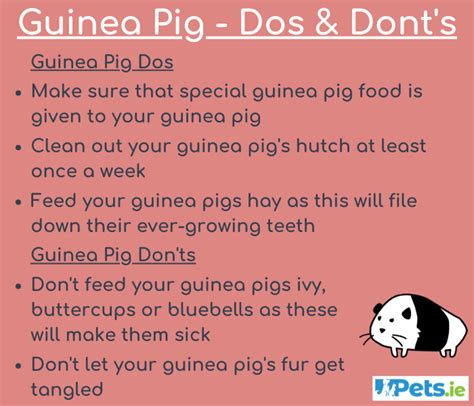 Guinea Pig Dos Dont S Pets Ie Ireland