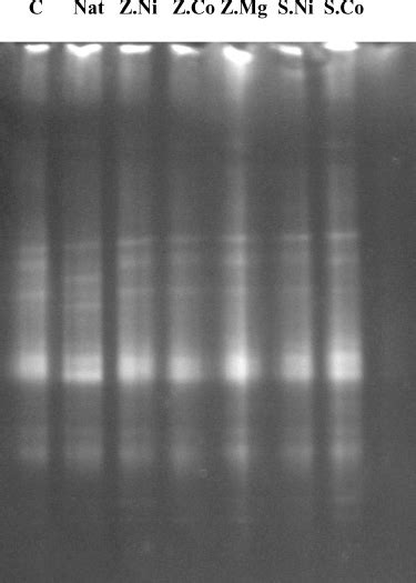 Pattern Of 16s Rdna Bands Obtained By Denatur Ing Gradient Gel Download Scientific Diagram