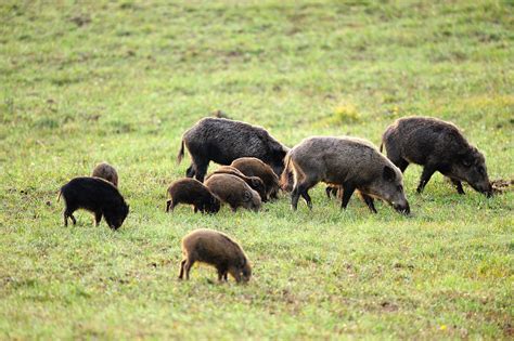 Fvg Pi Veloci Gli Indennizzi Per I Danni Da Fauna Selvatica