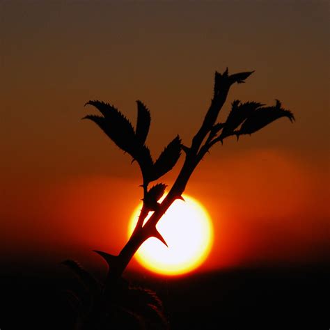 Plants Sunset Nature Sky iPad Air Wallpapers Free Download