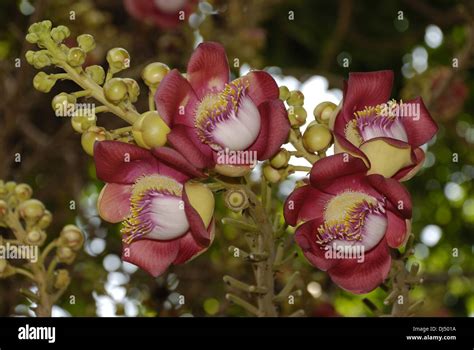 Shorea Robusta Hi Res Stock Photography And Images Alamy