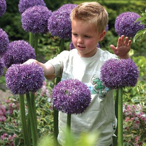 Allium Giganteum Globemaster Vibrant Purple Bloom The Size, 54% OFF