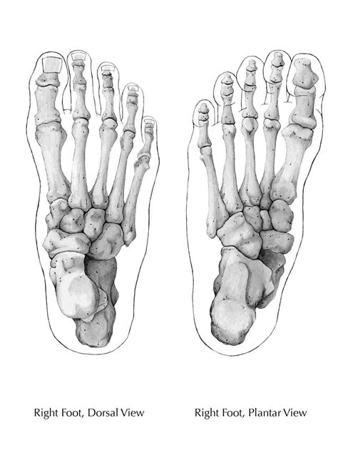 Skeleton Feet Drawing At Explore Collection Of