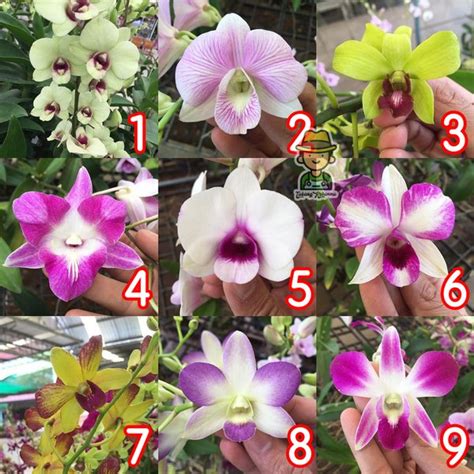 Jual Tanaman Anggrek Dendrobium Pra Remaja Hybrid Thailand Di Lapak