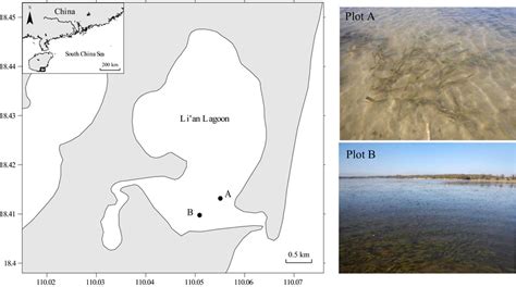 Sampling sites of Enhalus acoroides in Li'an Lagoon | Download Scientific Diagram