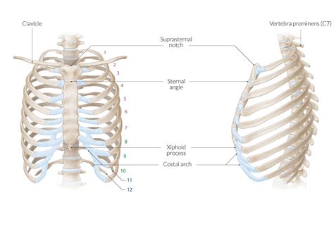 Adult Thorax For X Ray CT MRI True Phantom Solutions 55 OFF