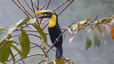 Yellow-throated Toucan | MarkEisingBirding