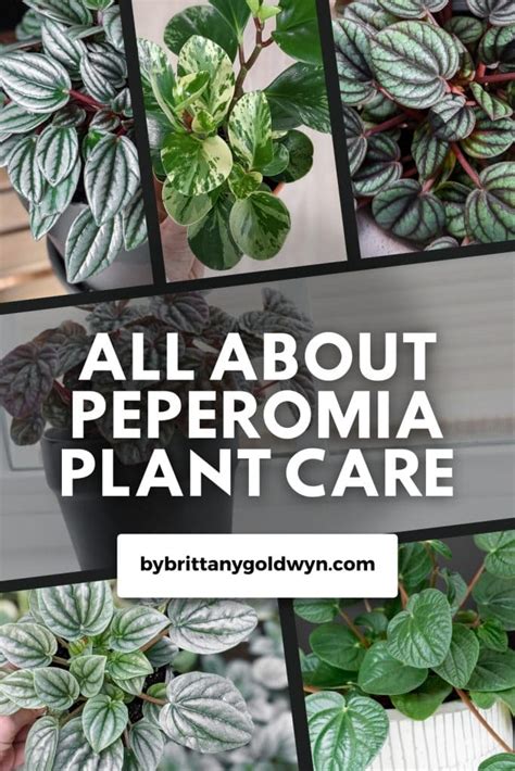 Peperomia Plant Care By Brittany Goldwyn Live Creatively