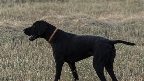 La primera ley española de Bienestar Animal inicia su tramitación