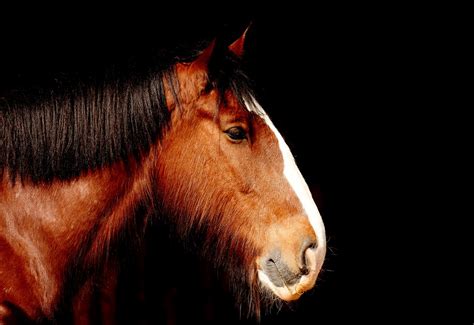 Edit free photo of Shire horse,horse,brown,portrait,beautiful - needpix.com