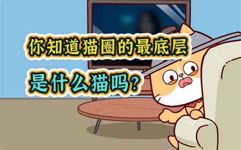 猫 猫 祟 祟 bilibili B站 无水印视频解析YIUIOS易柚斯