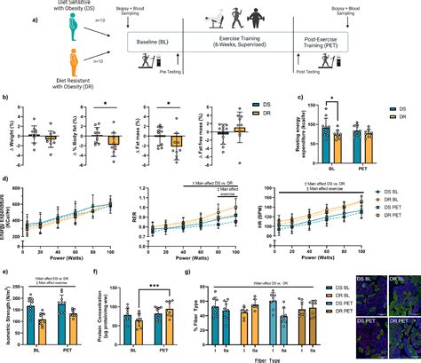 Exercise Training Enhances Muscle Mitochondrial Metabolism In Diet