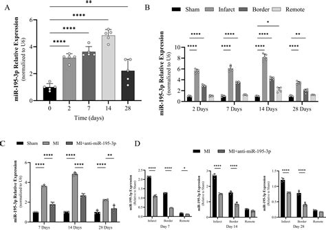 Inhibition Of Mir 195 3p Protects Against Cardiac Dysfunction And