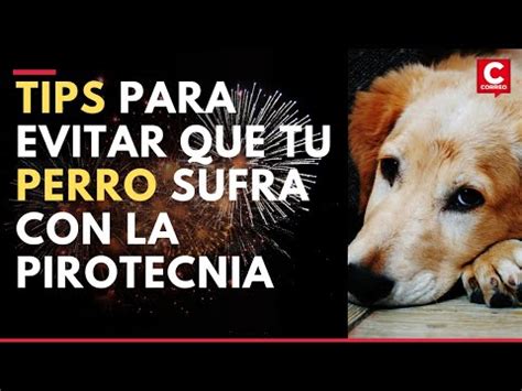 Recomendaciones Para Proteger A Las Mascotas De Los Fuegos Artificiales