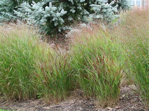 Prairie Dropseed Grass Grass Flower Garden Outdoor Projects