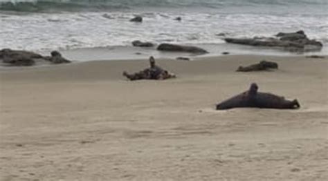 Decenas De Lobos Marinos Amanecen Muertos En Las Playas De Zorritos Y