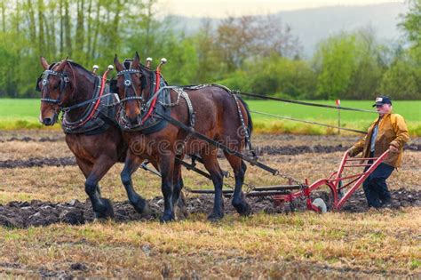 Draft Horses Wearing Their Work Yoke And Harness Editorial Stock Image