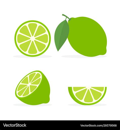 Collection Fresh Whole Half And Slice Lime With Vector Image