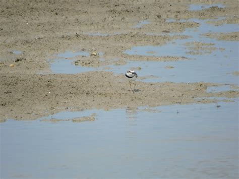 Wilson S Plover From Santa Elena Ecuador On January At