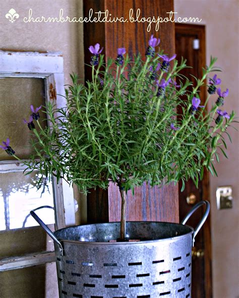 Topiary Lavender Plant at Eloy Estes blog