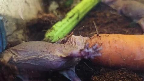 Close Up View Of Naked Mole Rats Eating Stock Video Pond5