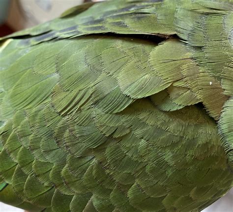 what happens if parrot stressed indoors 3
