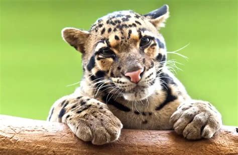 Clouded Leopard - Description, Habitat, Image, Diet, and Interesting Facts