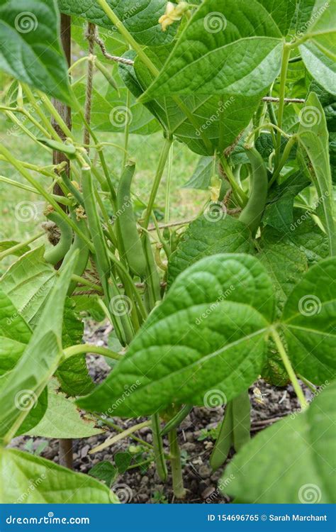 Dwarf French Bean Or Common Bean Faraday Phaseolus Vulgaris Top View