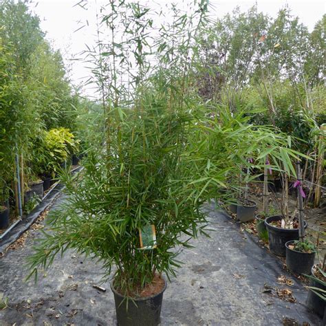 Choice Cute Bicycle Bamboo Trees For Sale Slovenia Disclose Rare