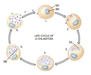 Chlamydia Bacteria Life Cycle