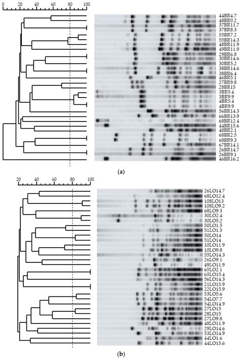 Microorganisms Free Full Text Isolation And Characterization Of