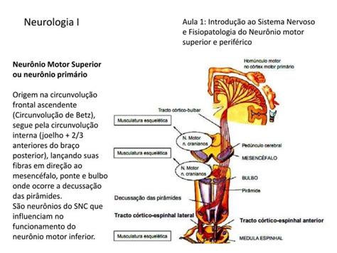 Sistema Nervoso Fisiopatologia Do Neurônio Motor Superior E