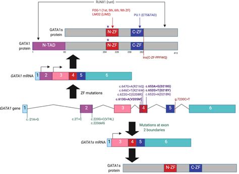 gata mutations  red cell disorders pmc