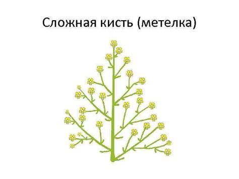 Соцветие сложная метелка рисунок (48 фото)