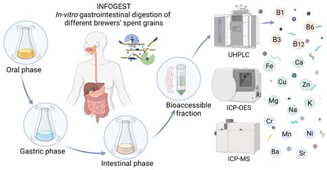 In Vitro Digestibility Of Minerals And B Group Vitamins From Different