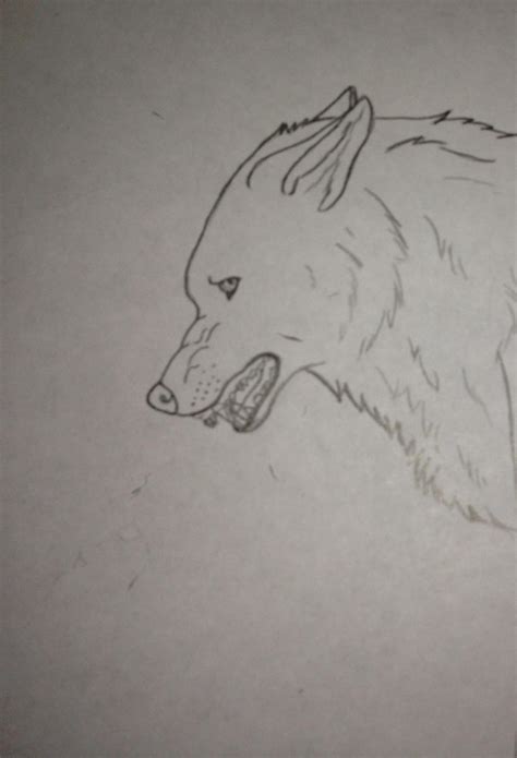 Wolf Growling By Biggs2 On Deviantart