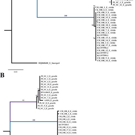 Resulting Trees From The Maximum Likelihood Analysis With Raxml A Coi