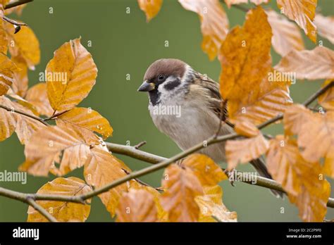 Eurasian Tree Sparrow Stock Photo - Alamy