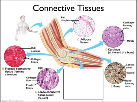 Connective Tissue Diagram | Quizlet