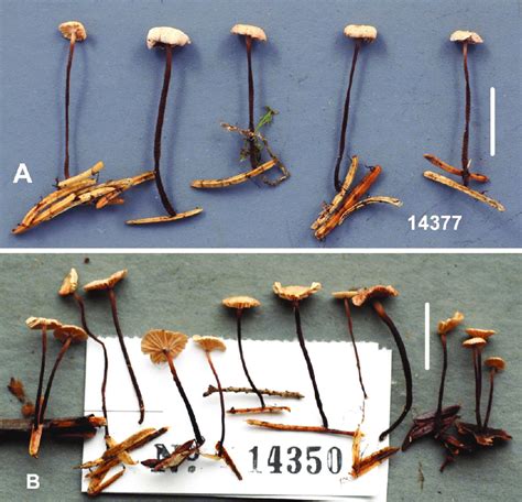 Gymnopus Perforans Subsp Transatlanticus Basidiomata Standard Bars