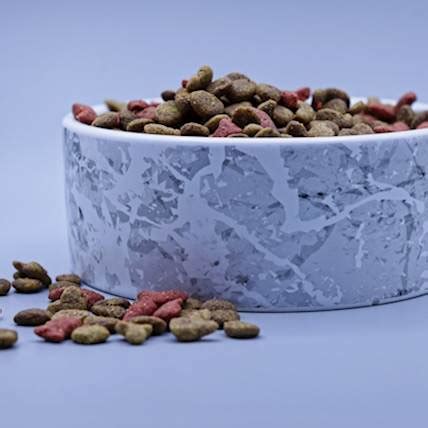 Cat Food & Nutrition - A Tasting Menu of Healthy Cat Nutrition | PetCareRx