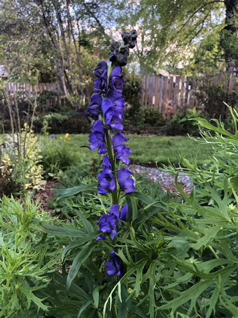 Aconitum napellus | Wychwood Tasmania