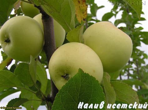 Яблоня Налив Исетский - описание сорта и фото яблок