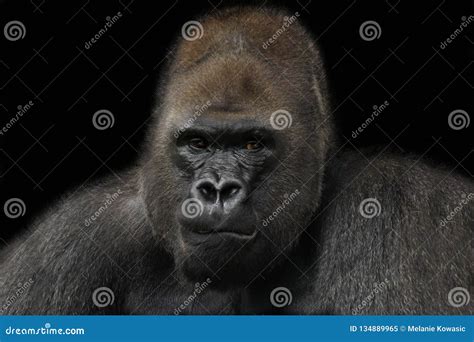 Portrait Of The Silverback Stock Image Image Of Wildlife 134889965