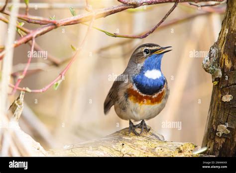 White Spotted Bluethroat Luscinia Svecica Cyanecula Male Singing